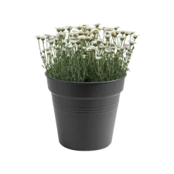 Pot 30cm Elho Green Basics noir