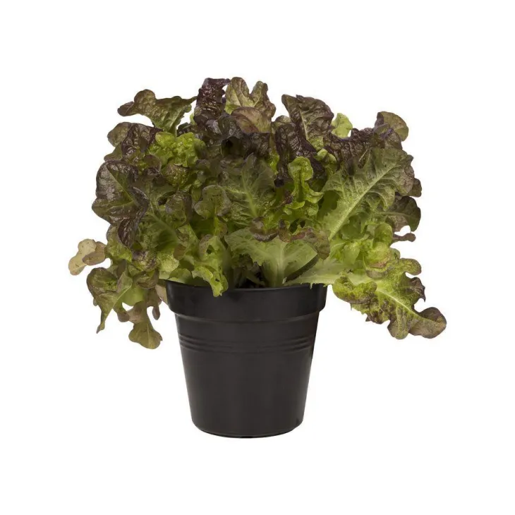Pot 11cm Green Basics 11 cm Elho noir