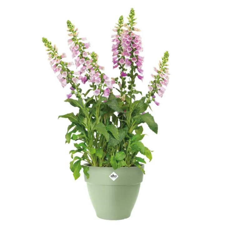Pot en polypropylène vert pistache Elho Vibia Campana - Ø 25 x 21 cm
