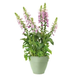 Pot en polypropylène vert pistache Elho Vibia Campana - Ø 30 x 25,8 cm