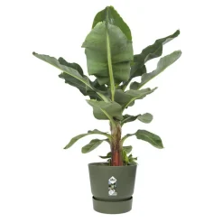 Pot Greenville rond de 13 L coloris vert Ø 30 x H 28 cm
