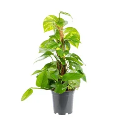 Pothos avec tuteur mousse pot Ø17xH80 cm