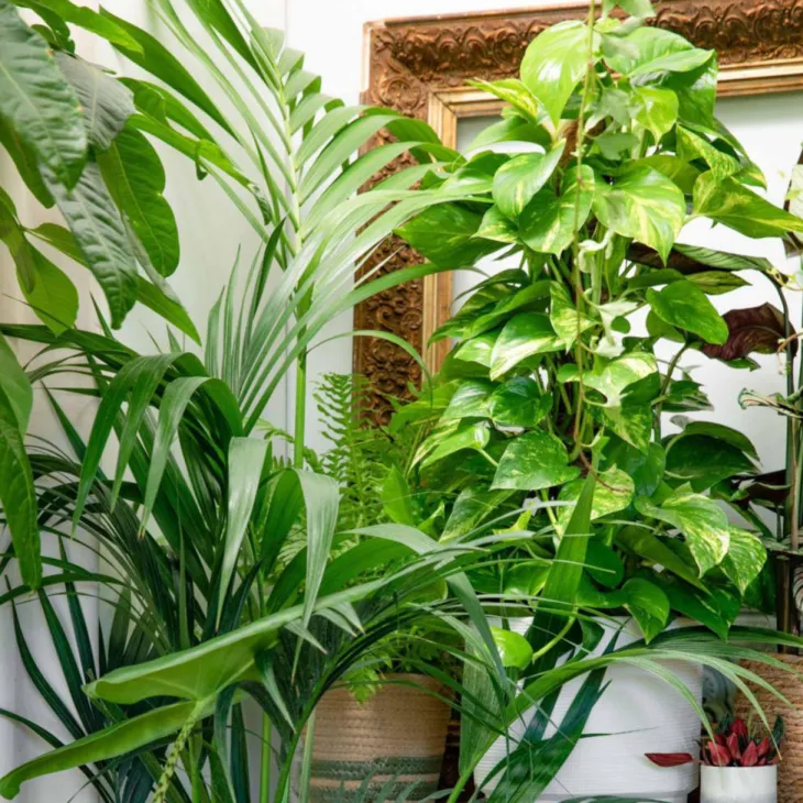 Pothos avec tuteur mousse pot Ø17xH80 cm