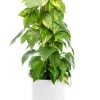 Pothos doré vert sur tuteur mousse en pot blanc émaillé botanic®. Le pot Ø 24 cm