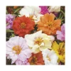 Pourpier à fleurs doubles - Le pack de 6 plants