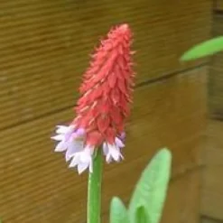 Primevère orchidée godet 9x9 cm