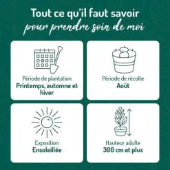 Prunier Quetsche D'Alsace. Le pot de 12 litres, forme gobelet