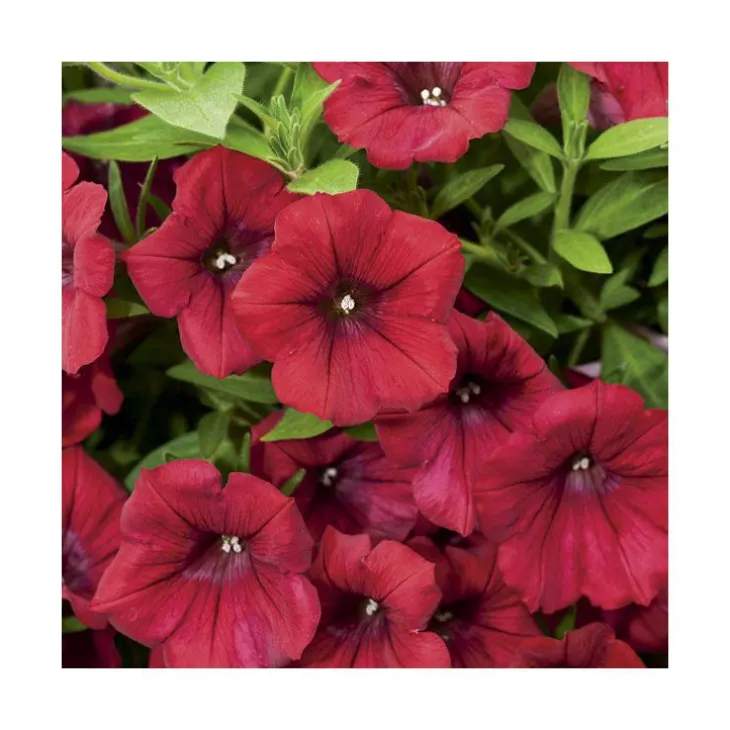 Pétunia retombant rose - Le pack de 6 plants