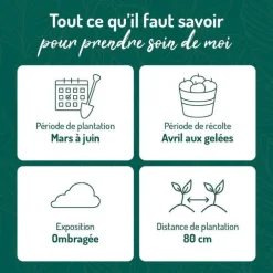 Rhubarbe Bio. Le pot de 2,5 litres