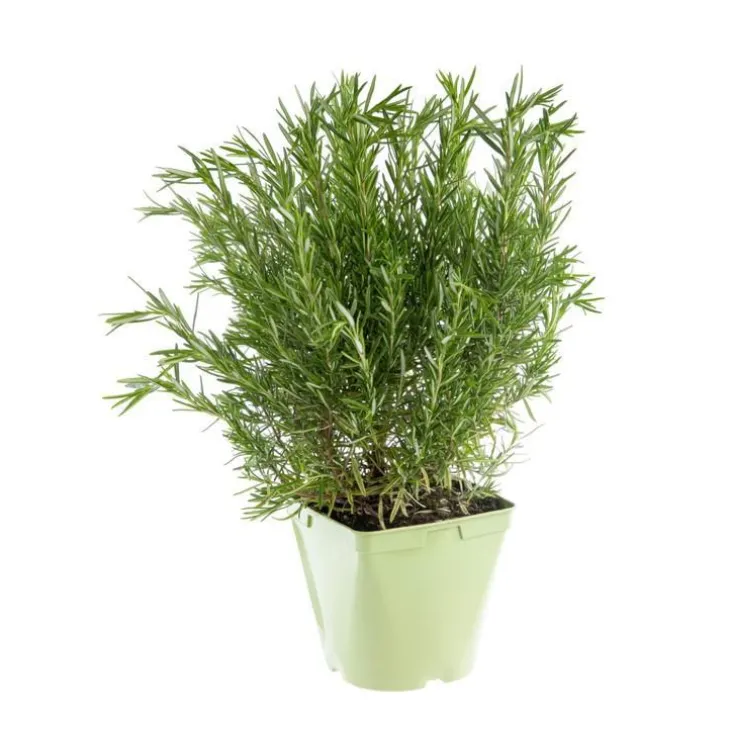 Romarin Officinal Bio. Le pot de 2,5 litres