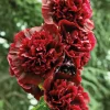 Rose Trémière rouge - Le pot de 9 x 9 cm