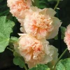Rose Trémière Saumon - Le pot de 9 x 9 cm