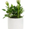 Rosier avec cache pot en céramique beige Ø 6 cm