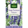 Sachet de graines de sauge