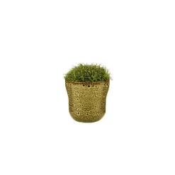 Sagine avec cache-pot Ø 6 cm