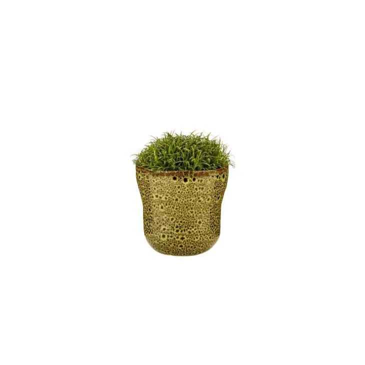 Sagine avec cache-pot Ø 6 cm