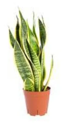 Sansevieria Trifasciata Laurentii pot Ø17xH35/60 cm