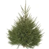 Sapin de Noël naturel coupé Épicéa - de 200 à 250 cm