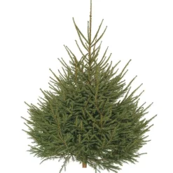 Sapin de Noël naturel coupé Épicéa - de 200 à 250 cm