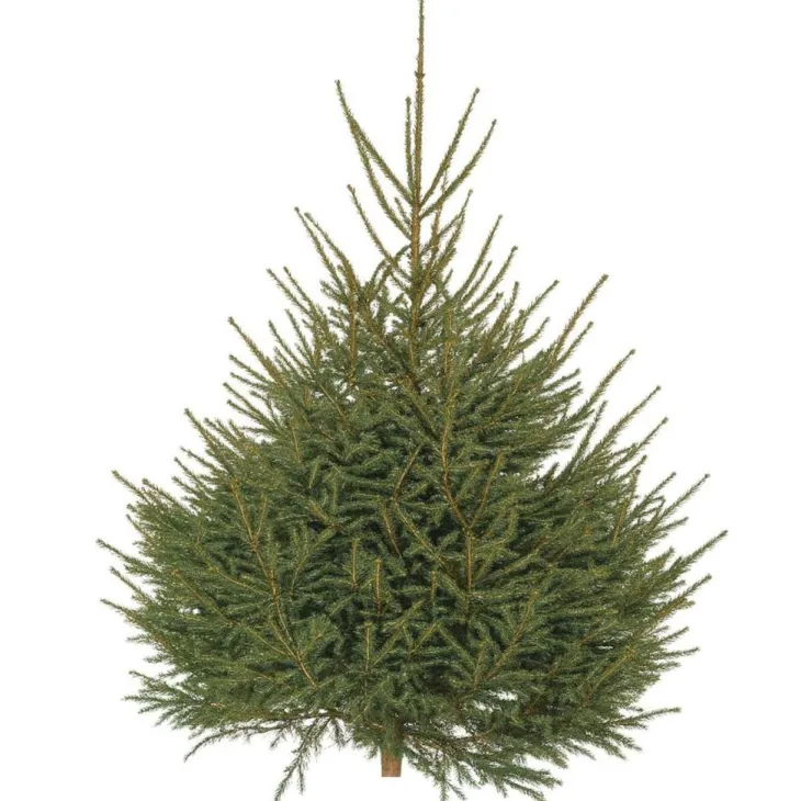 Sapin de Noël naturel coupé Épicéa - de 200 à 250 cm