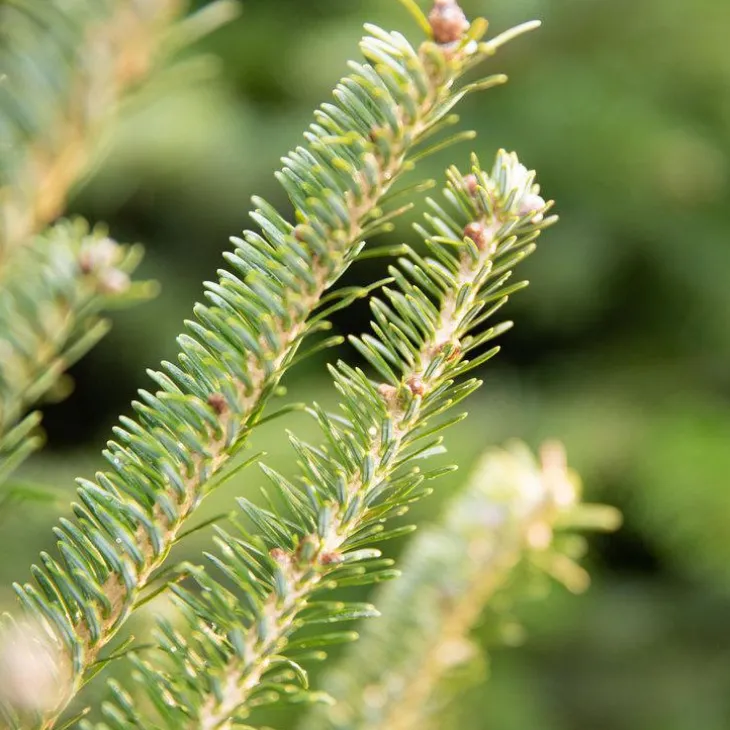 Sapin de Noël naturel coupé Fraseri