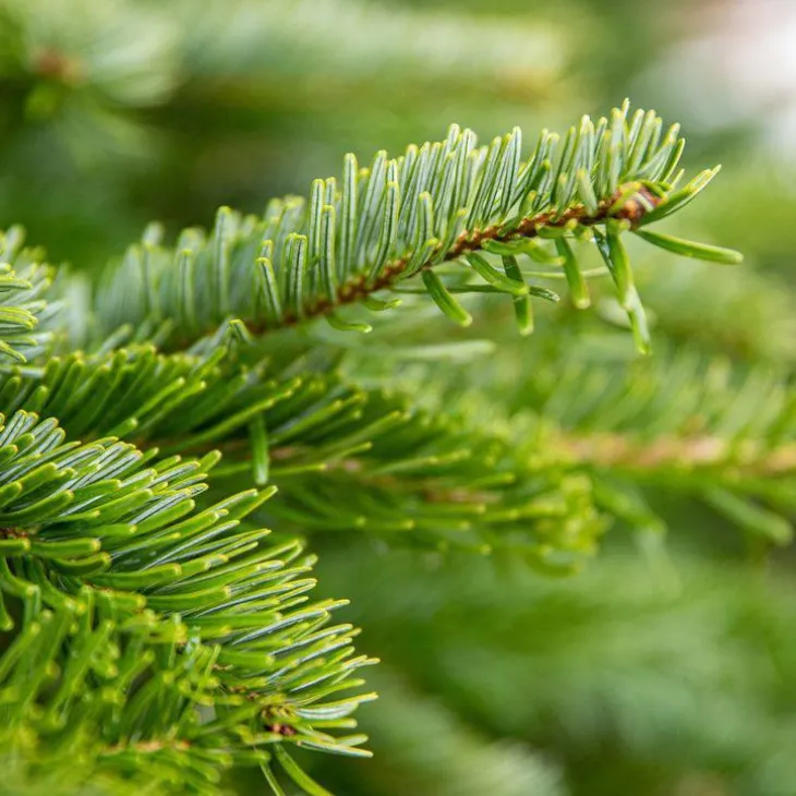 Sapin de Noël naturel en pot Nordmann botanic®