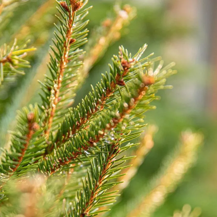 Sapin de Noël naturel en pot Picea Excelsa botanic®