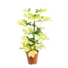 Schefflera Melanie pot Ø13xH45 cm