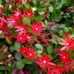 Schlumbergera avec cache-pot