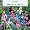 Scilla hispanica en mélange botanic® - 10 bulbes