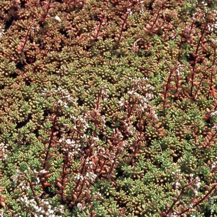 Sedum Album - Le pot de 1 litre
