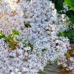 Sedum Coral Carpet - Le pot de 1 litre