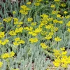 Sedum Réfléchi 'Blue Spruce' - Le pot de 1 litre