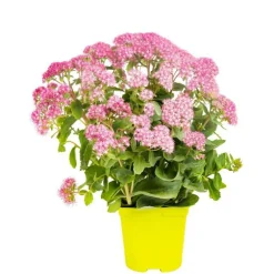 Sedum Telephium - Le pot de 3 litres