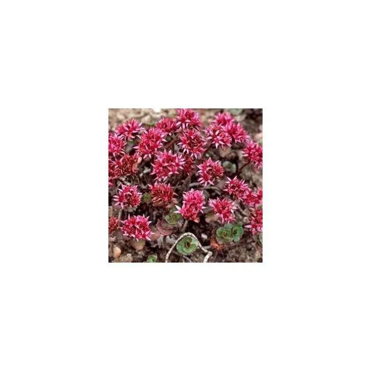 Sedum Toiture Vegetalisee - La barquette de 6 plants