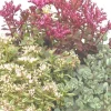 Sedums Varies - Le pot de 4 litres