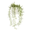 Senecio radicans en pot blanc émaillé H 10 x Ø 15 cm