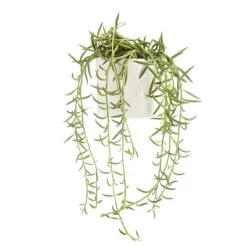 Senecio radicans en pot blanc émaillé H 10 x Ø 15 cm