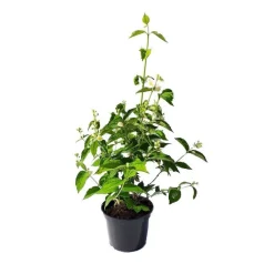 Seringat (Jasmin des poètes) blanc. Le pot de 3 litres