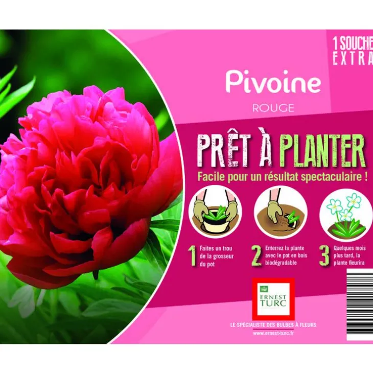 Souche de Pivoine rouge extra en bourriche