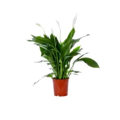 Spathiphyllum Sweet Lauretta pot Ø21 cm/ H95 cm