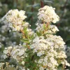 Spirée à feuille de myrte blanc - Pot de 3L