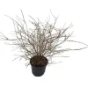 Spirée - pot 5 L