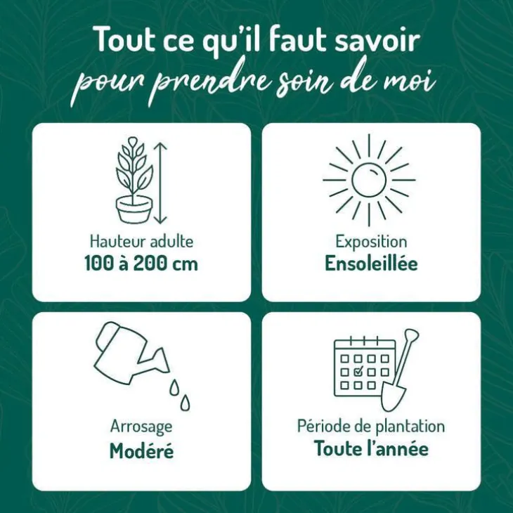 Spirée de Van Houtte blanche. Le pot de 3 litres
