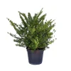 Spirée Japonaise Nipponica Snowmound touffe. Le pot de 5 litres