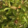Spirée Japonica Shirobana rose. Le pot de 3 litres
