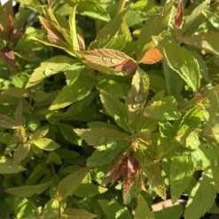 Spirée Japonica Shirobana rose. Le pot de 3 litres