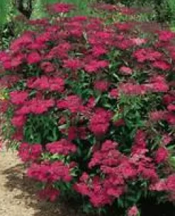 Spirea Japonica Anthony Waterer - Pot de 3L