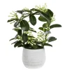 Stephanotis Floribunda Elegans ou Jasmin de Madagascar H 45 x Ø 12 cm