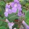 Streptocarpus Ø 12 x H 25 cm
